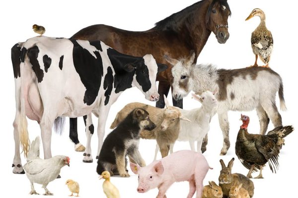 large-animals